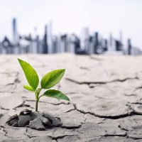 Cracked Soil With Little Plant